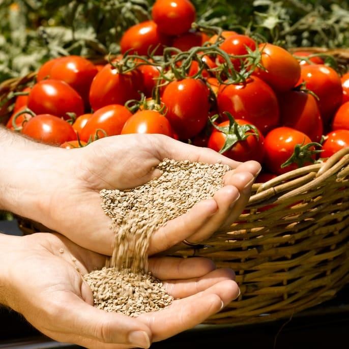 Modern Farming Techniques for Better Produce