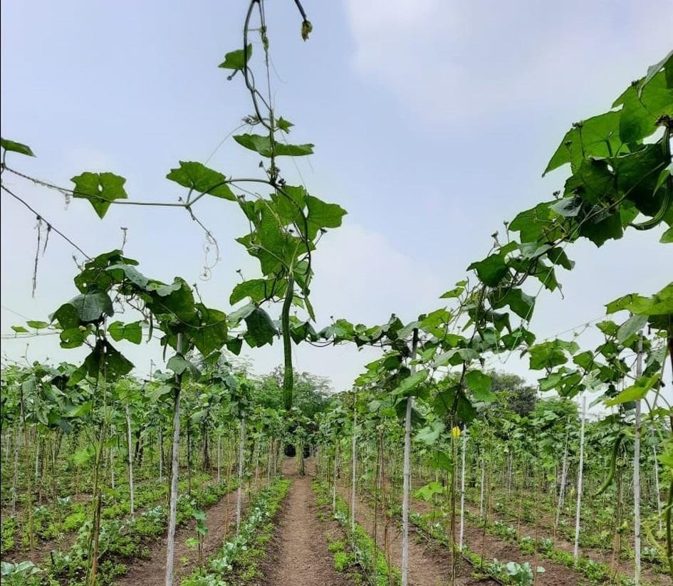 Premium Ridge Gourd Seeds V3