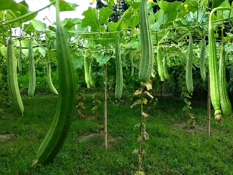 Premium Ridge Gourd Seeds V2