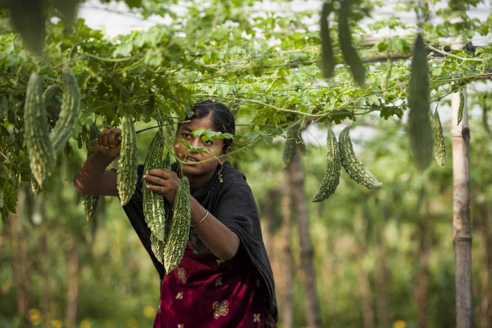 Premium Bitter Gourd -2 Seeds V2