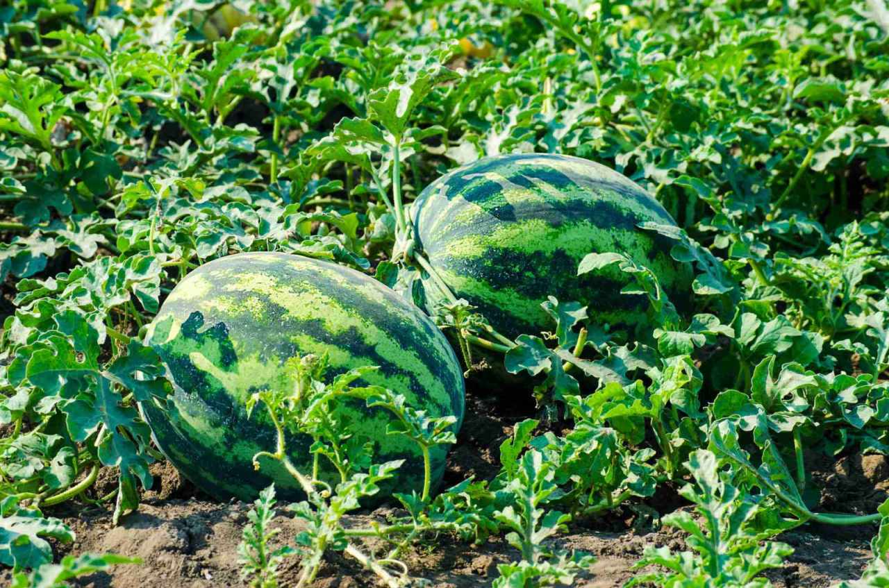 Premium Watermelon Seeds V3