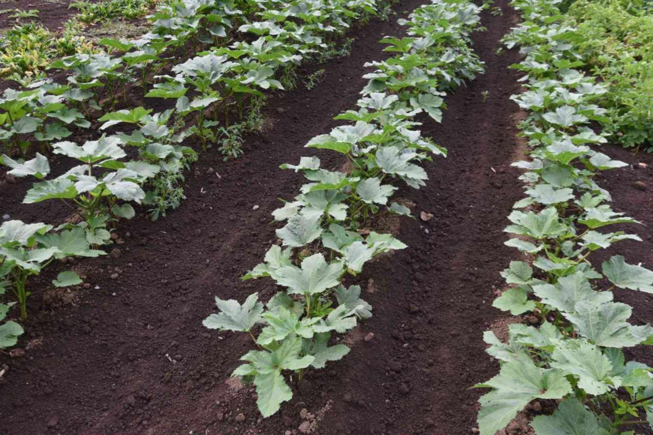 Premium Okra Seeds V1