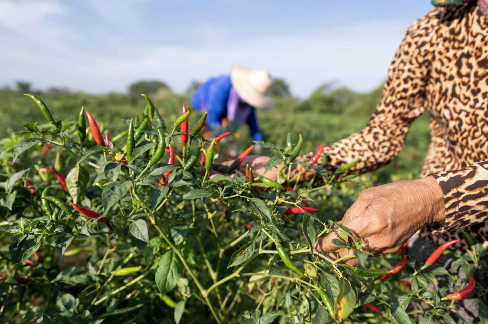 Premium Hot Pepper Seeds V4