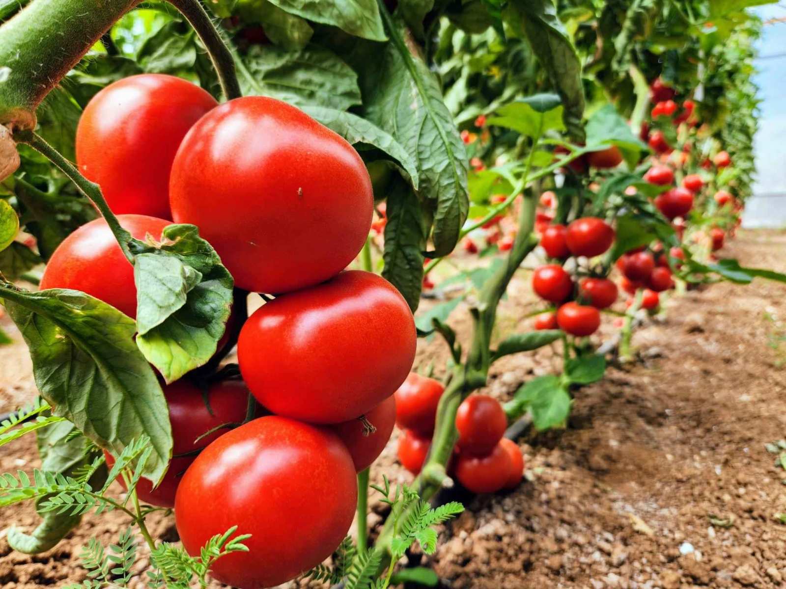 Premium Tomato Seeds V3