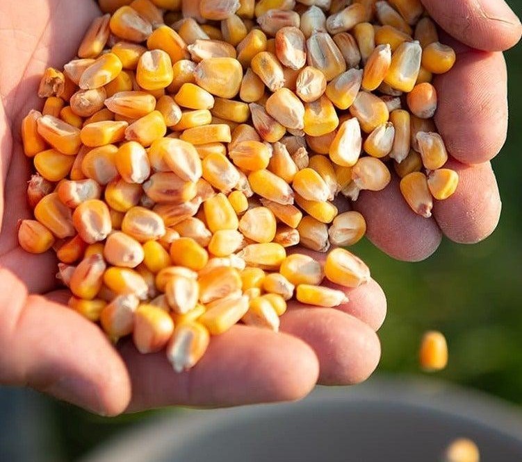 TRIONS Seeds launches new range of high-yield vegetable seeds